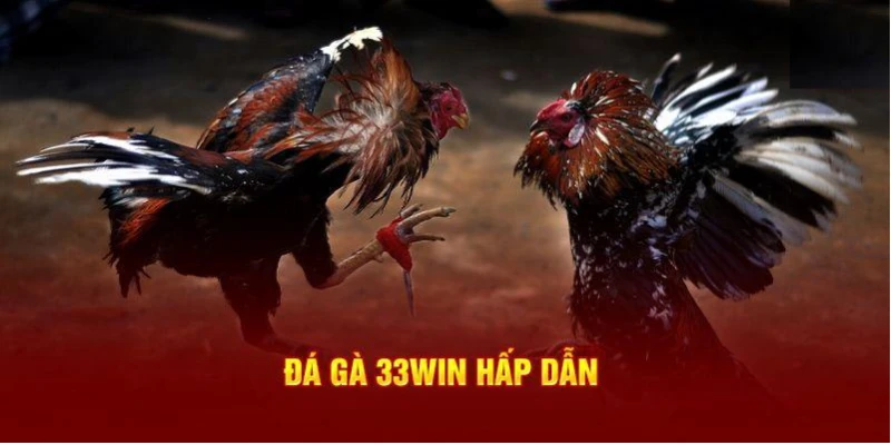 Giới thiệu sơ lược về bộ môn đá gà 33WIN đầy hấp dẫn